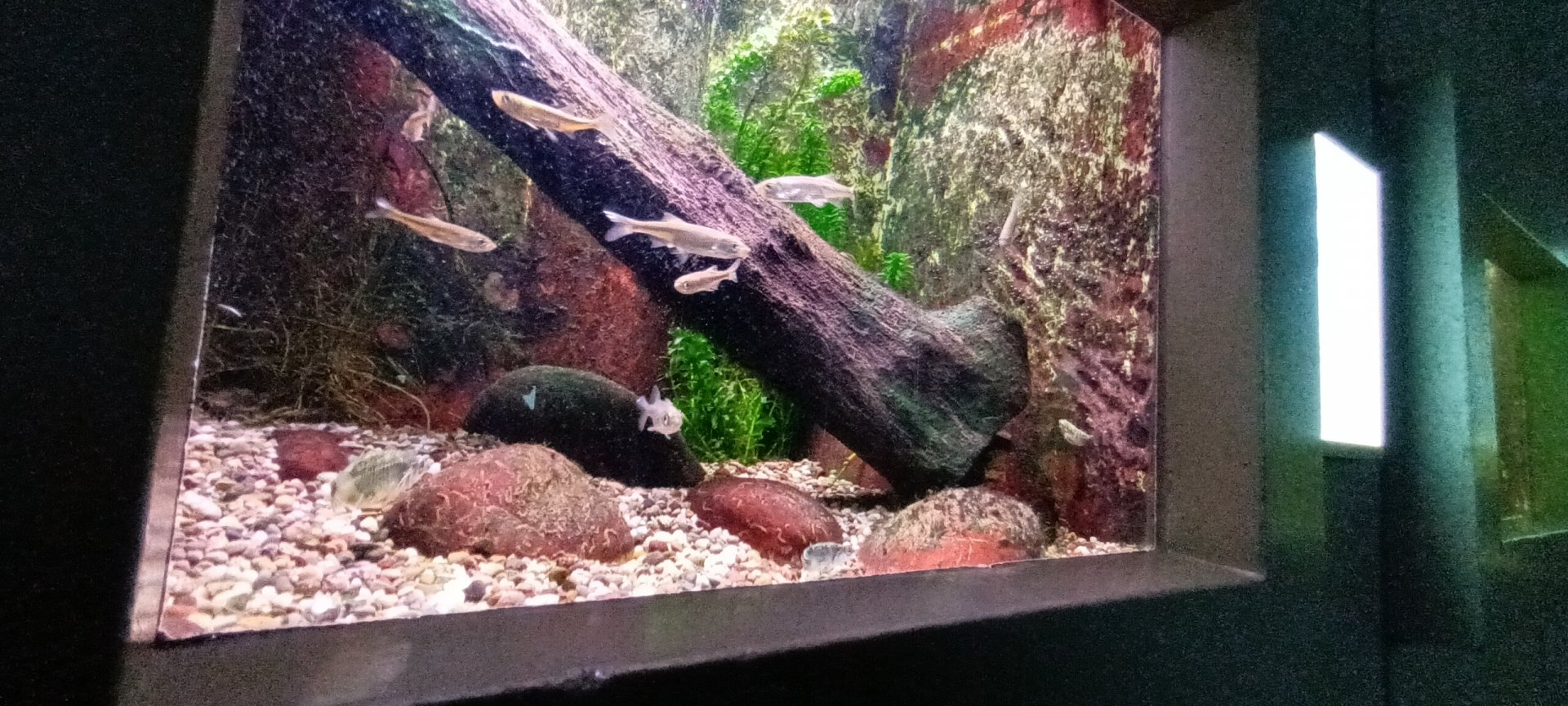 First native Freshwater Tank
