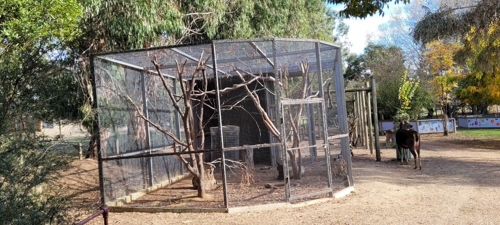 First new aviary - housing 1 X Indian Ring-necked Parrot and 1 X Lady Amhurst Pheasant