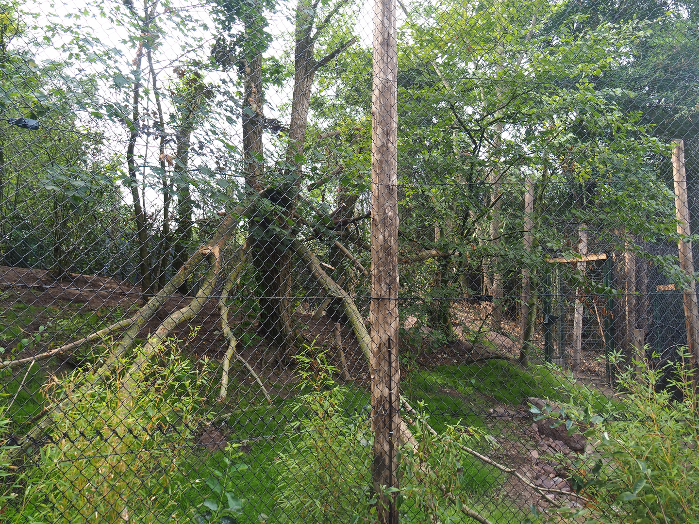 First new fossa exhibit, 2019-08-11