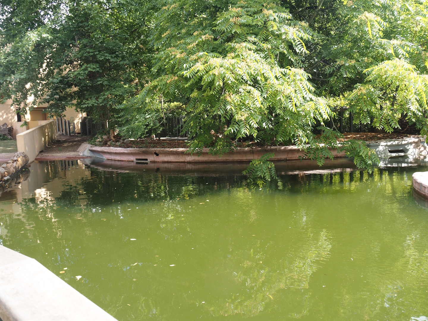 First new pygmy hippopotamus exhibit in the renovated former common hippopotamus exhibit, 2025-07-21