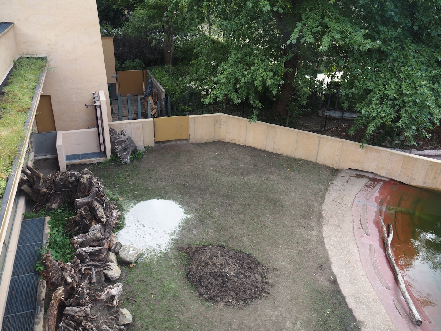 First new pygmy hippopotamus exhibit in the renovated former common hippopotamus exhibit, 2025-07-21