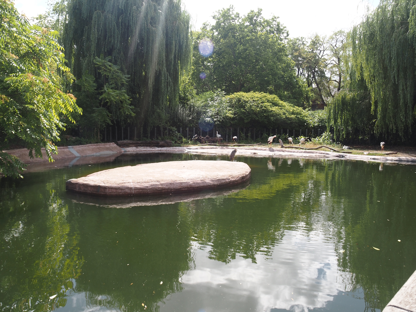 First new pygmy hippopotamus exhibit in the renovated former common hippopotamus exhibit, mix with European white storks, 2025-07-21