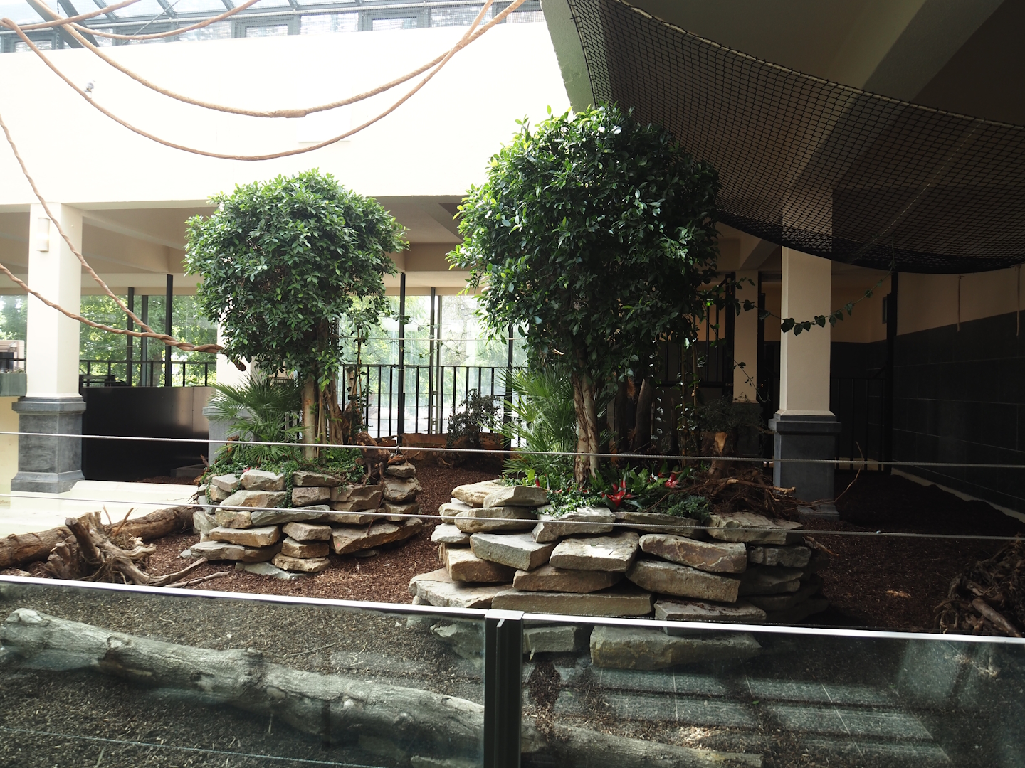 First new pygmy hippopotamus indoor exhibit in renovated former common hippopotamus indoor housing, 2025-07-21