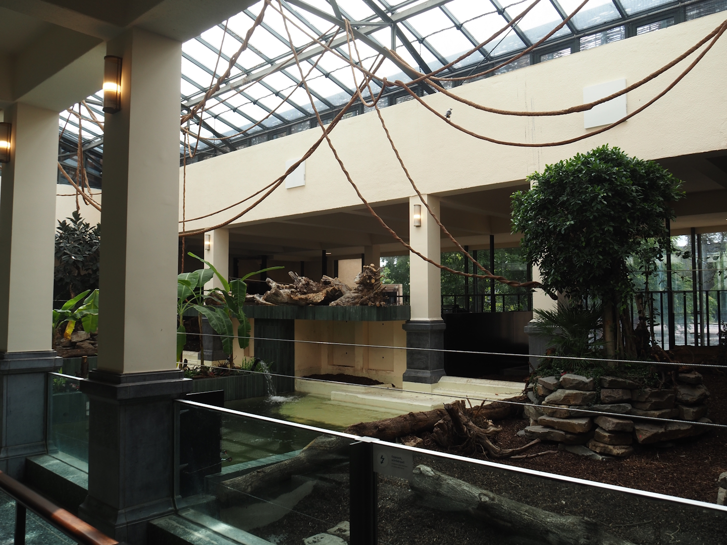 First new pygmy hippopotamus indoor exhibit in renovated former common hippopotamus indoor housing, 2025-07-21