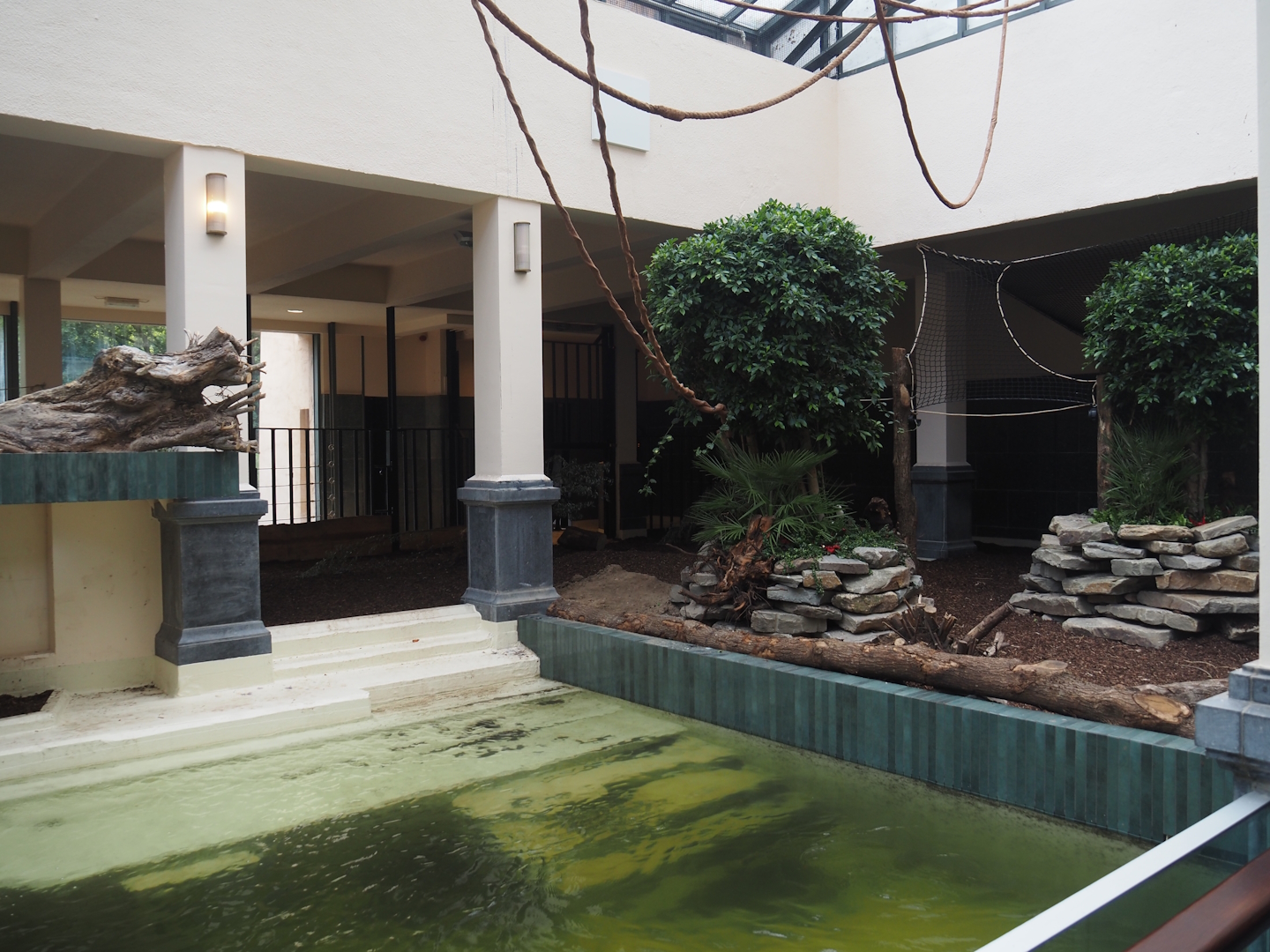 First new pygmy hippopotamus indoor exhibit in renovated former common hippopotamus indoor housing, 2025-07-21