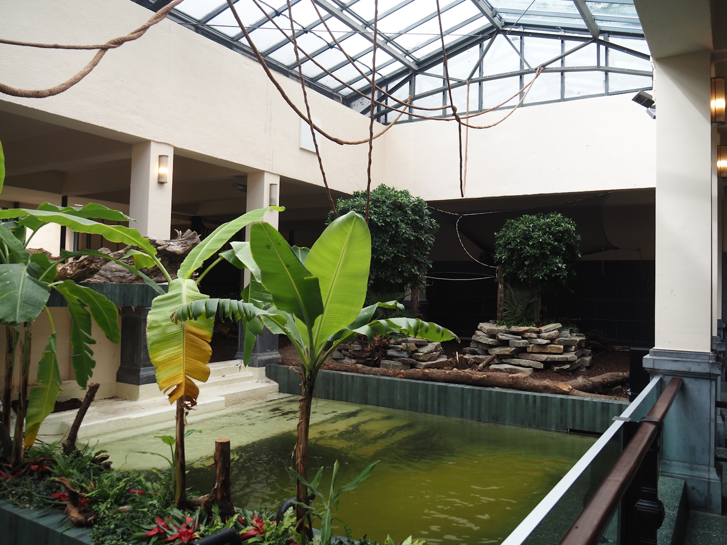 First new pygmy hippopotamus indoor exhibit in renovated former common hippopotamus indoor housing, 2025-07-21