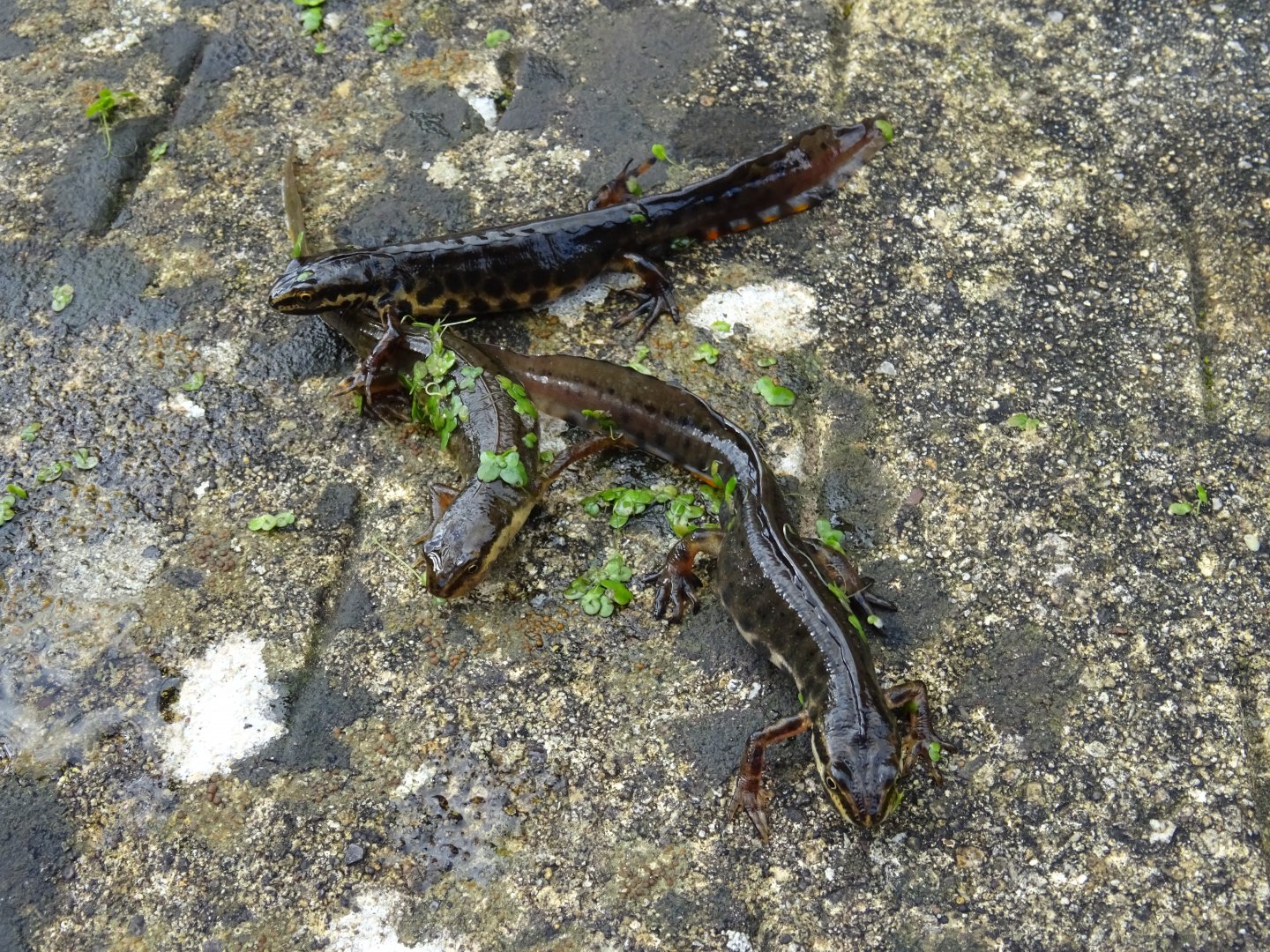 First Newts of the year in my pond