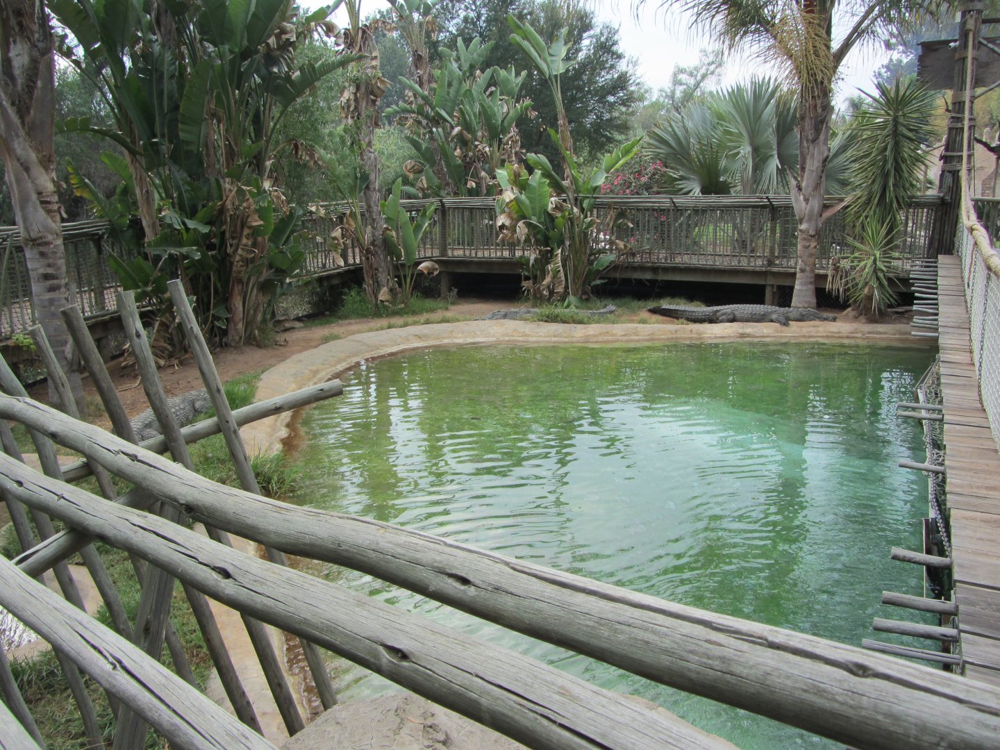 First Nile Crocodile Exhibit