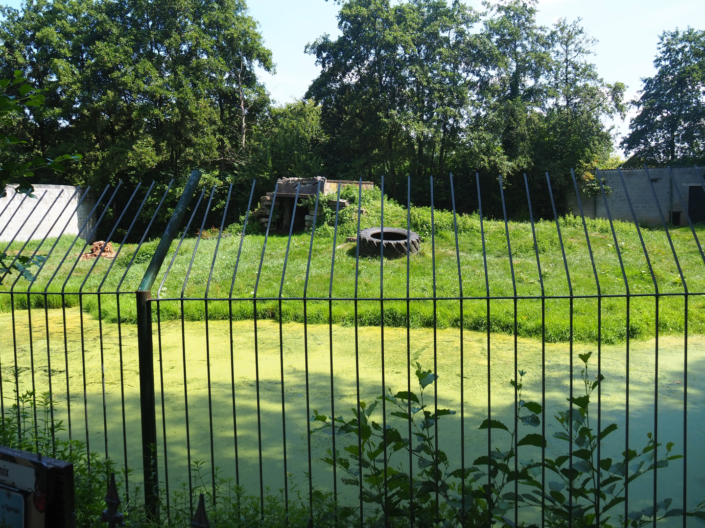 First non-subspecies specific tiger exhibit, 2019-08-04