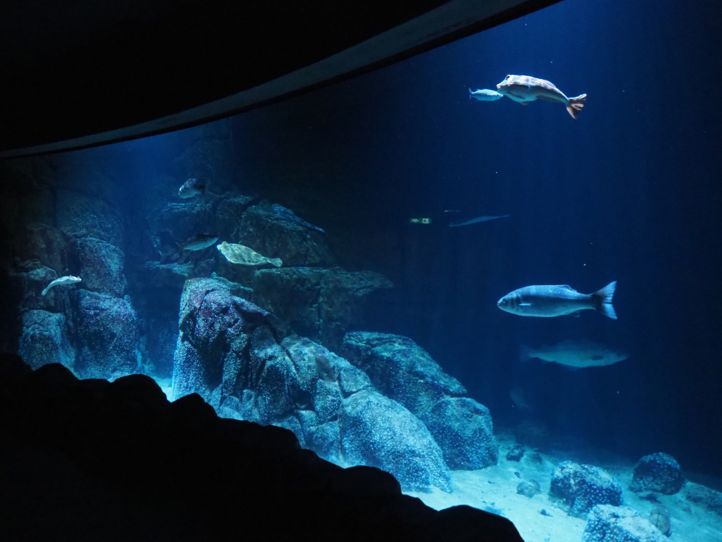 First North Sea aquarium (Nov 10th, 2018)