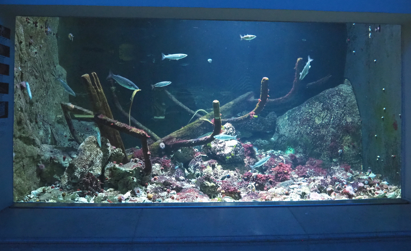 First North sea shipwreck tank, 2021-06-12