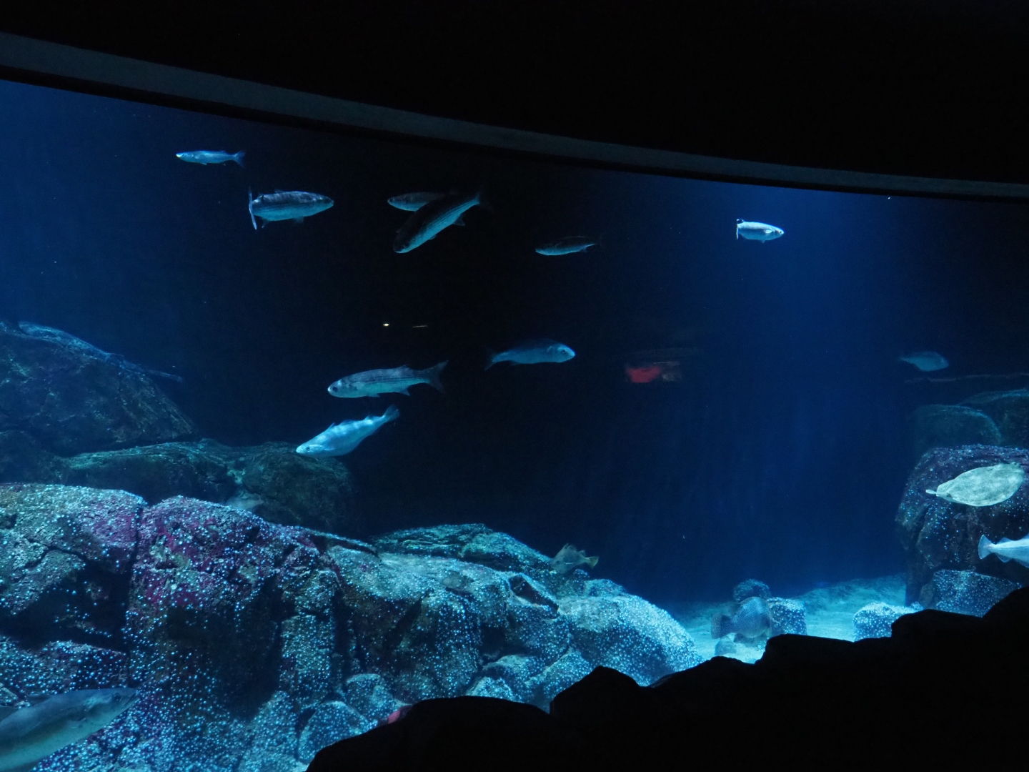 First North Sea tank (Nov 10th, 2018)