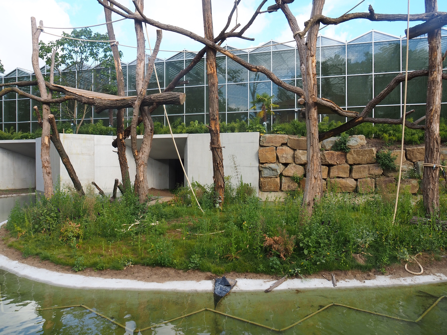 First Northern white-cheeked gibbon island, 2022-07-16