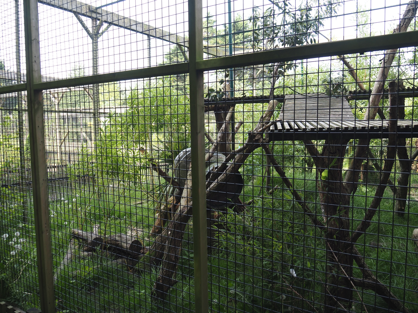 First Ocelot exhibit, 2024-05-11