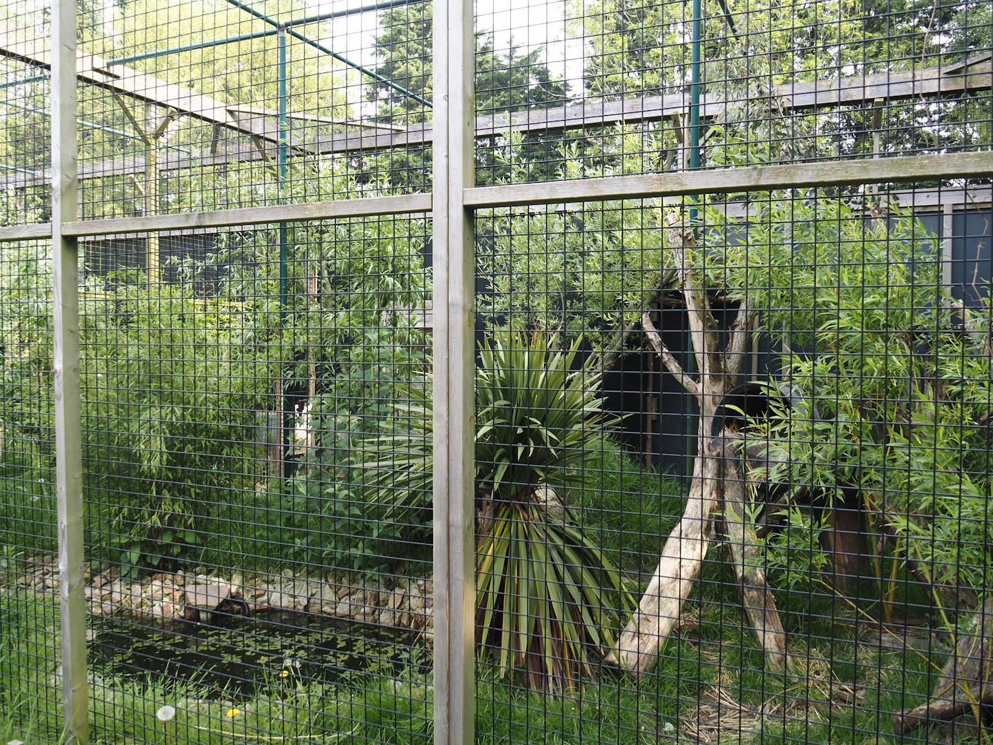 First Ocelot exhibit, 2024-05-11