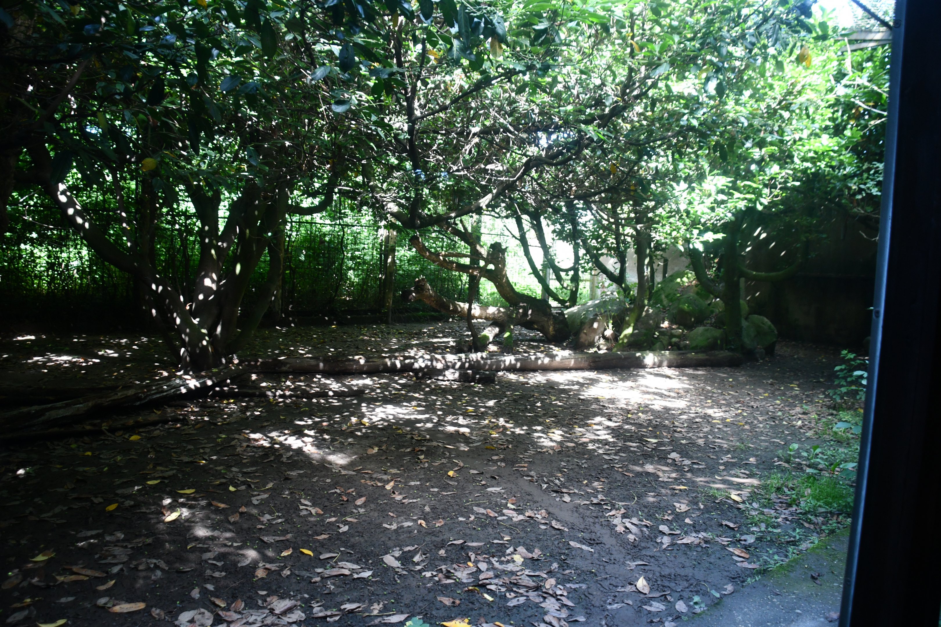 first of two Amur Leopard exhibits