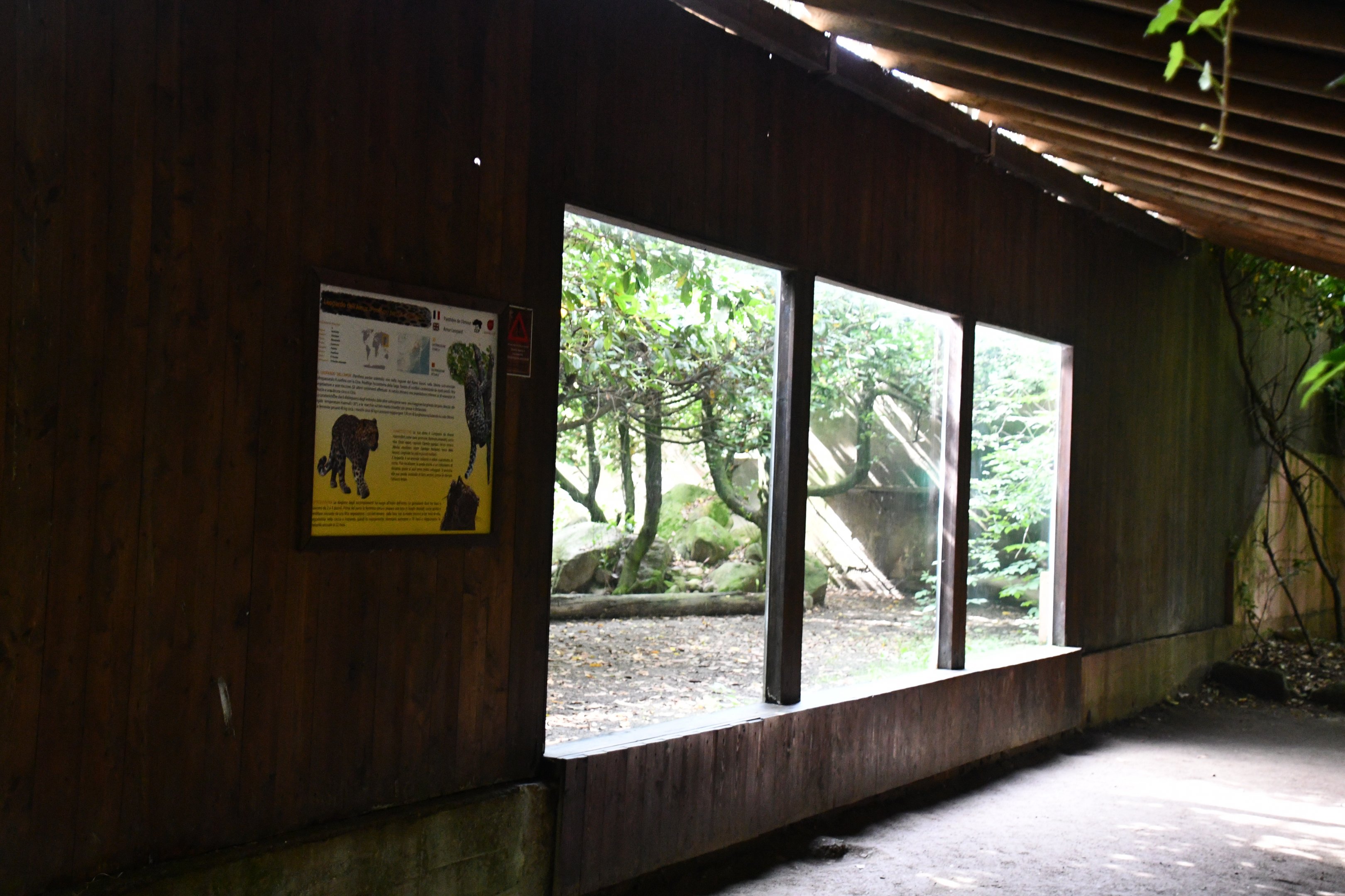 first of two Amur Leopard exhibits