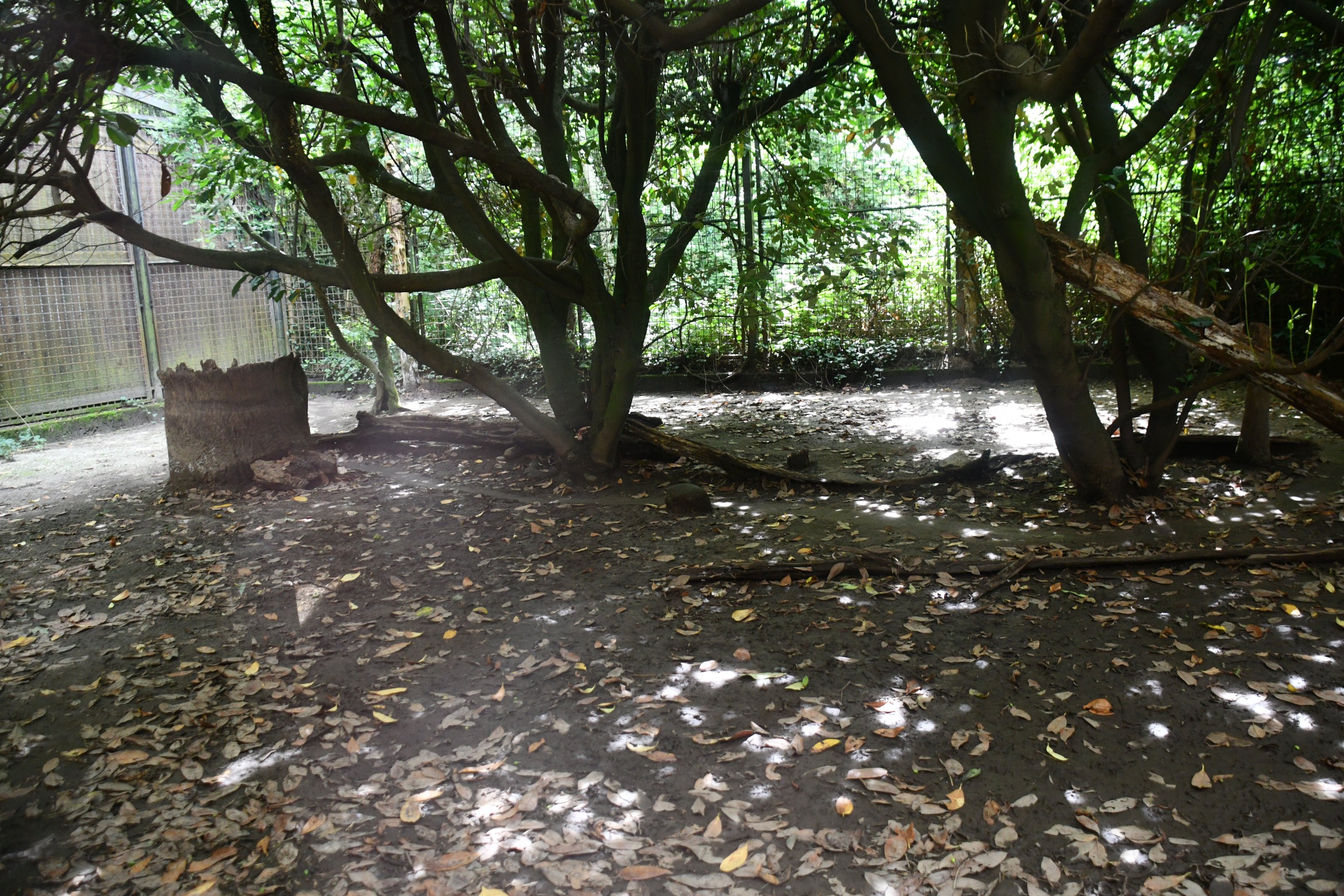 first of two Amur Leopard exhibits