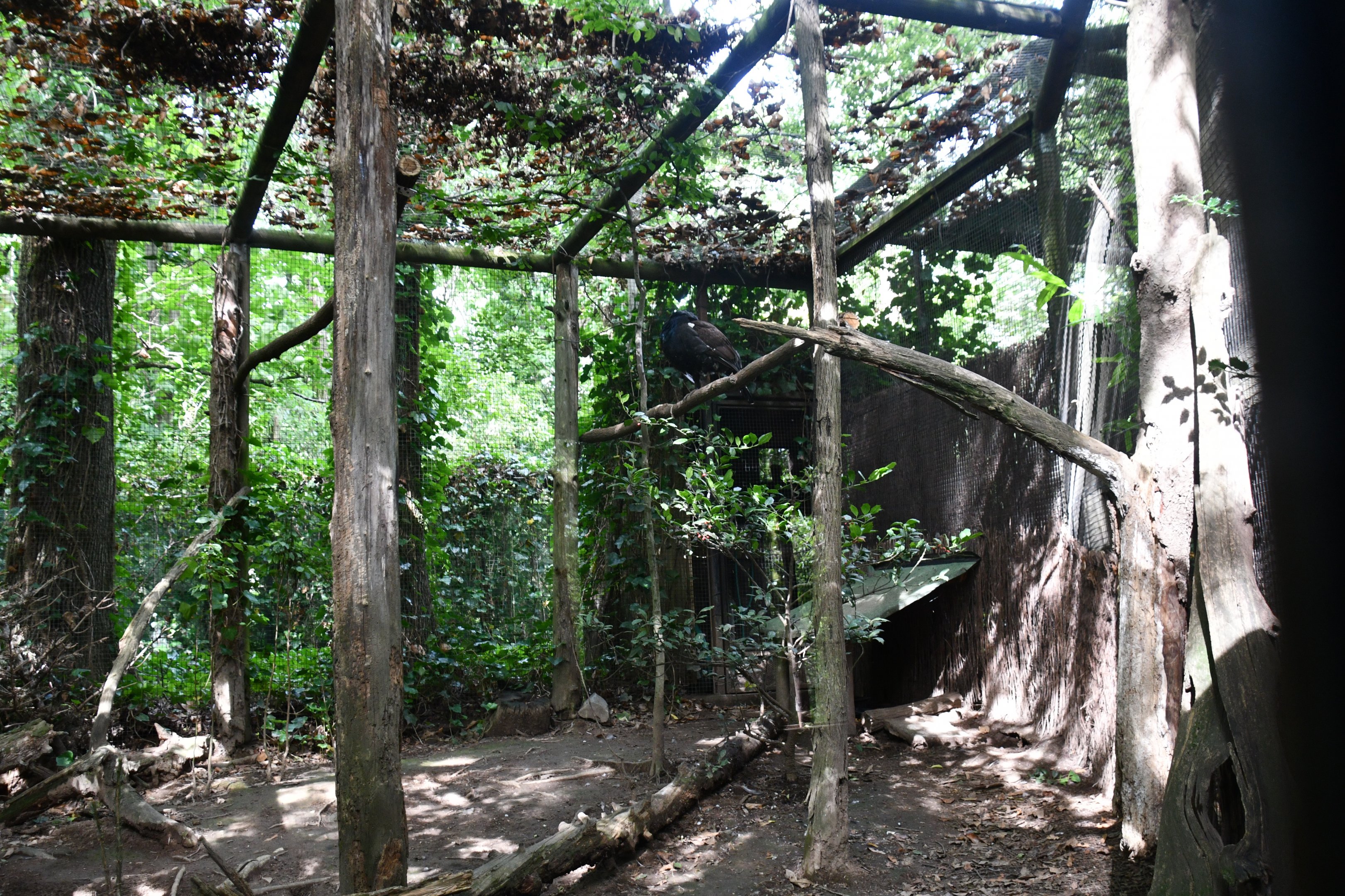first of two Capercaillie exhibits