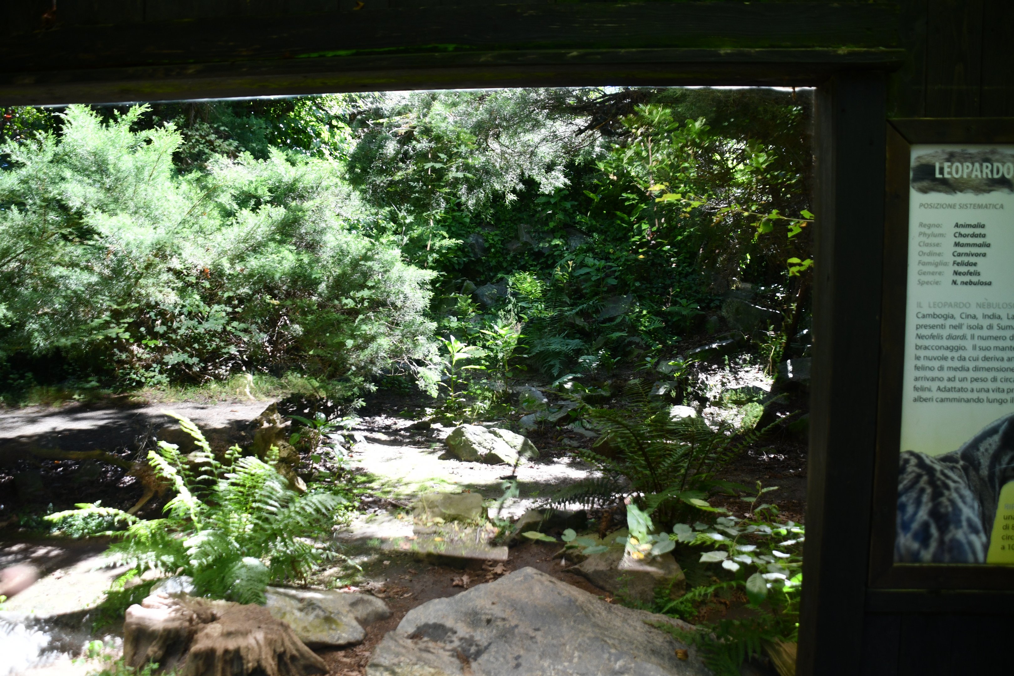 first of two Clouded Leopard exhibits