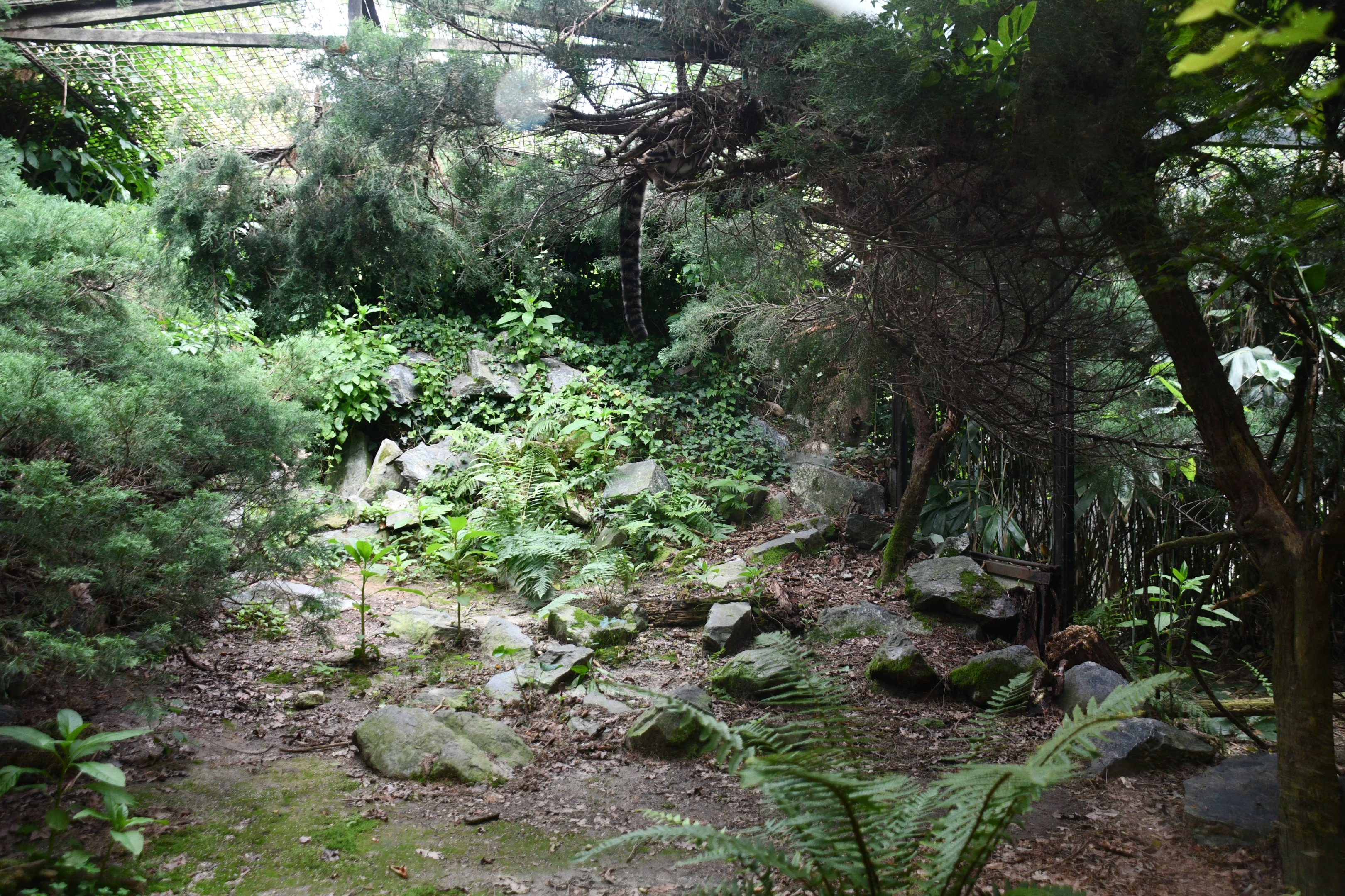 first of two Clouded Leopard exhibits