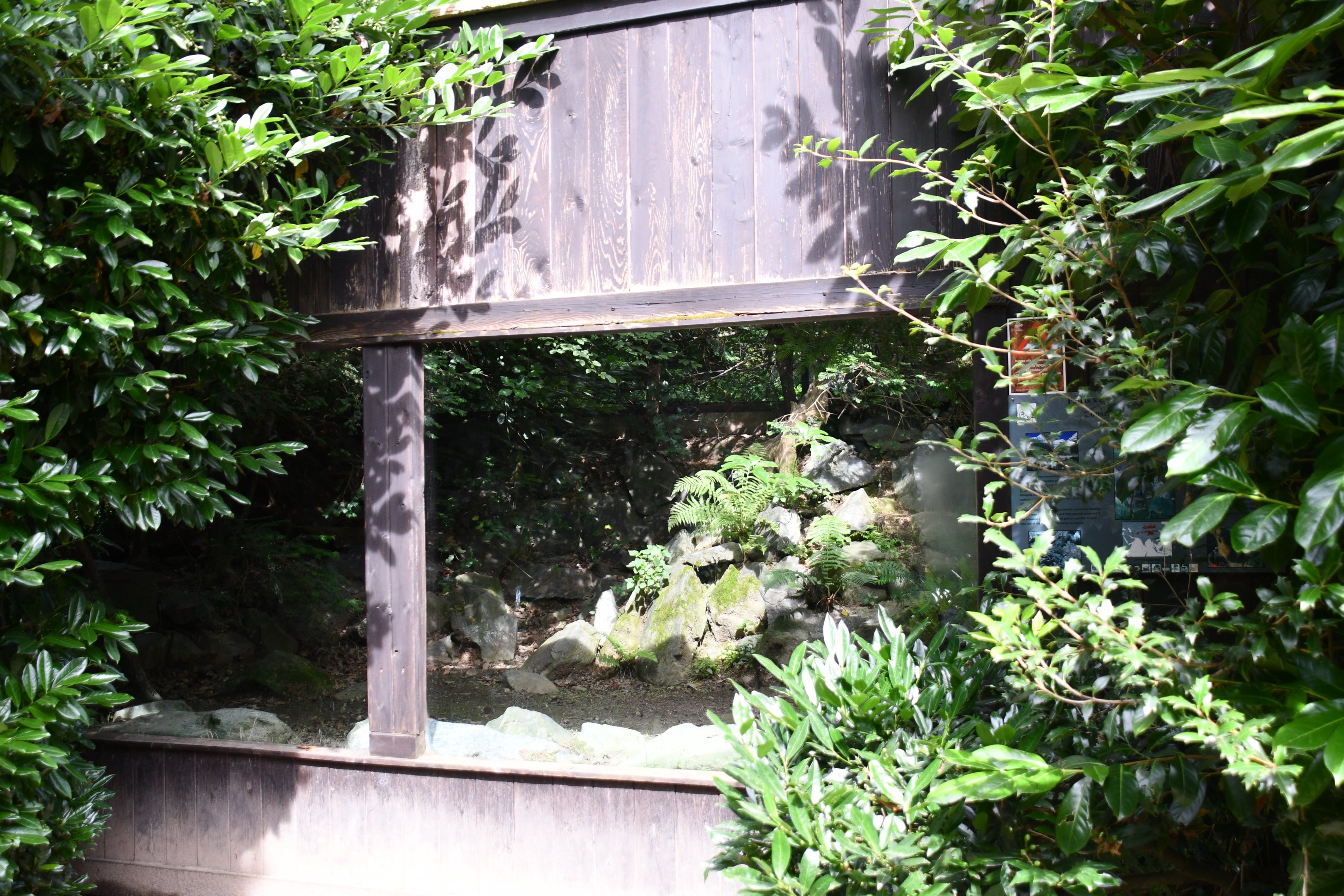 first of two Pallas' Cat exhibits