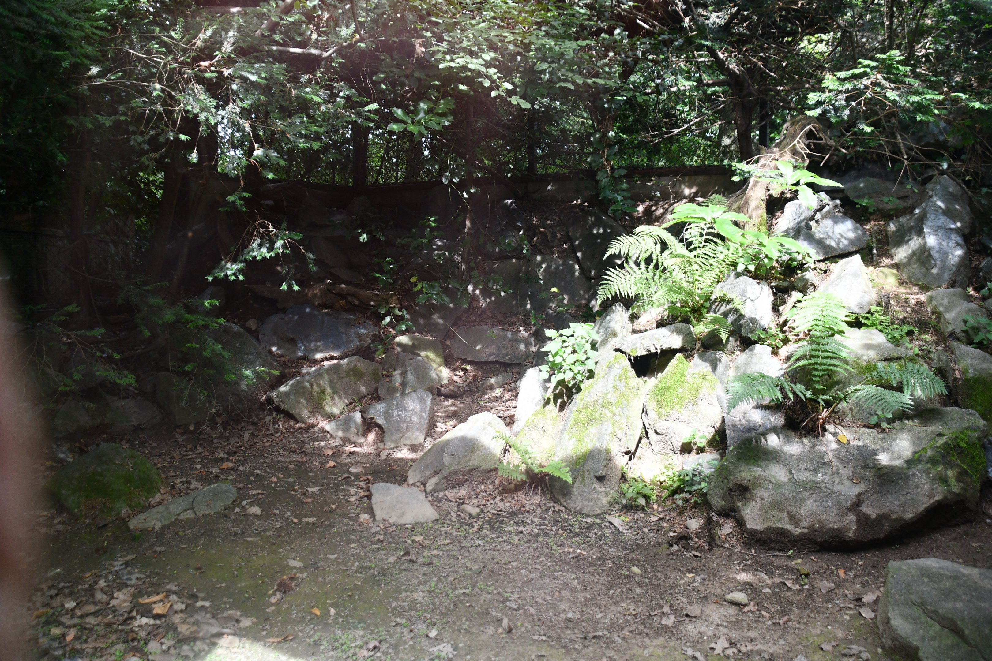 first of two Pallas' Cat exhibits