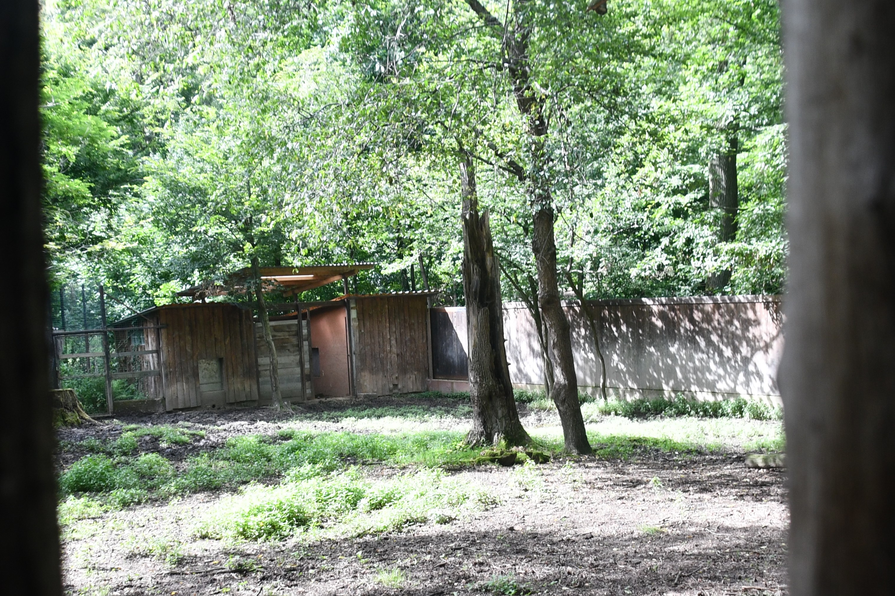 first of two Siberian Wapiti exhibits