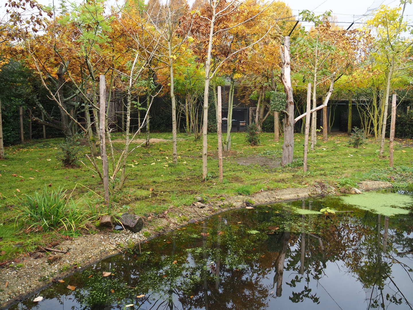 First okapi exhibit (Nov 10th, 2018)