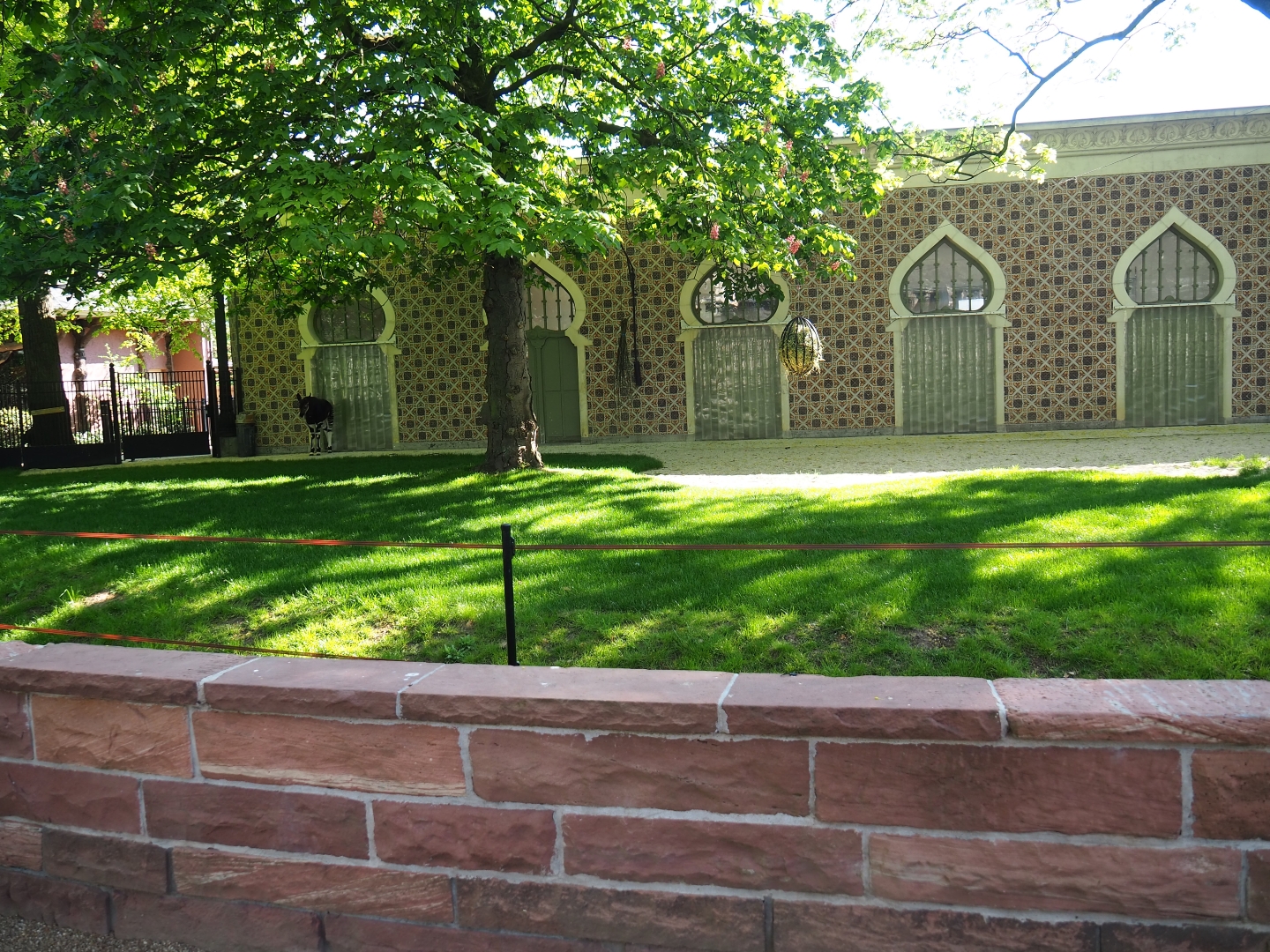 First okapi paddock, 2019-04-20