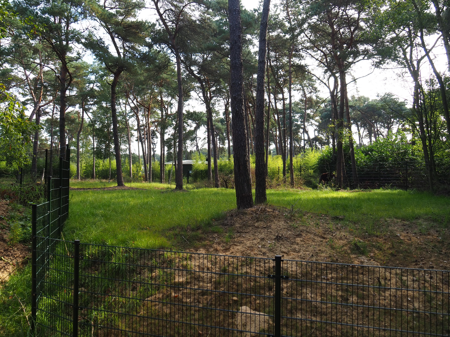 First okapi paddock, 2019-09-15