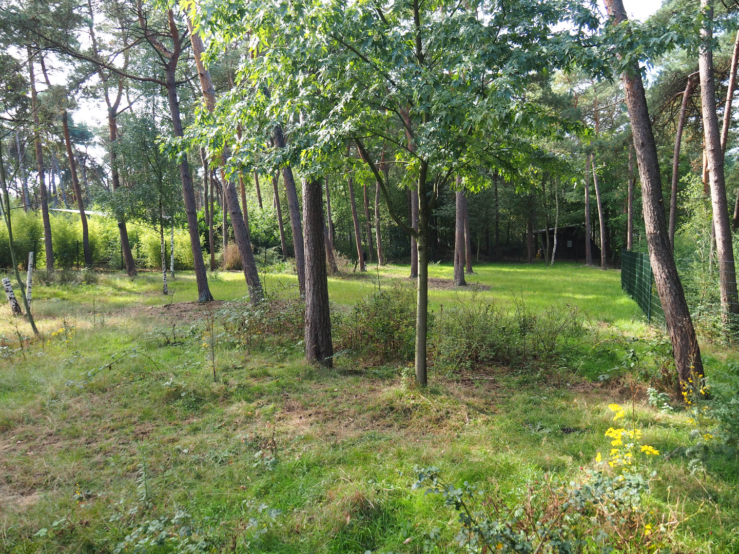 First Okapi paddock, 2019-09-15