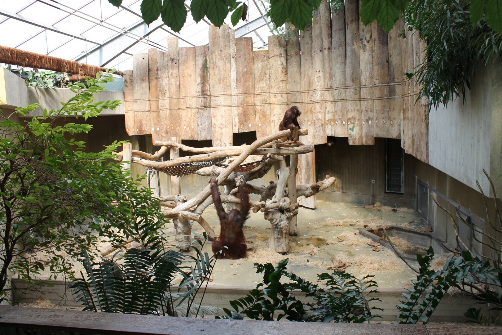 First Orang utan indoor enclosure