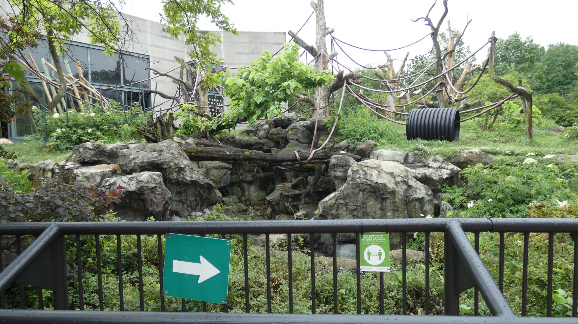 First Outdoor Exhibit, Center For African Apes - July 2021