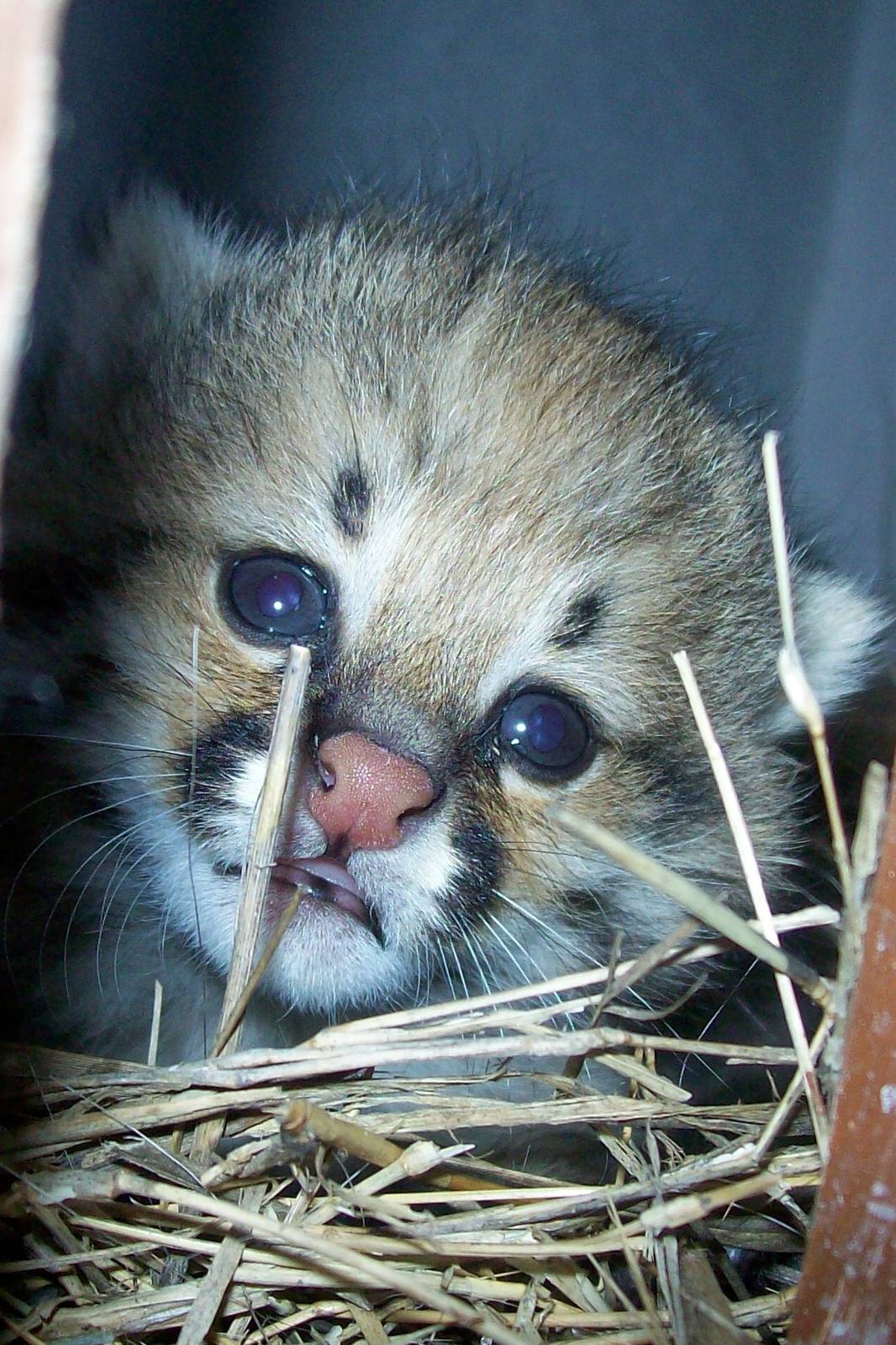 First Pampas Cat born in Bioparque M'Bopicuá