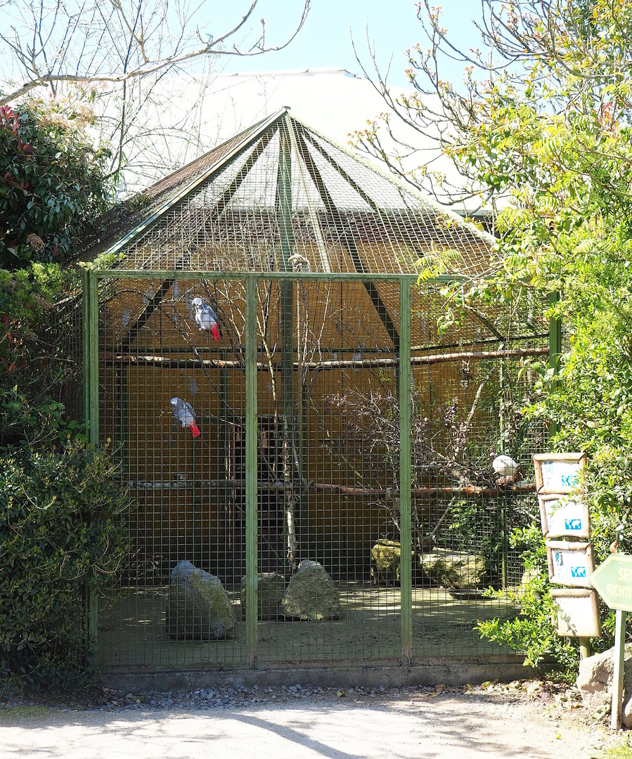 First parrot aviary - Congo African grey parrot, Citron-crested cockatoo and macaws, 2023-05-19