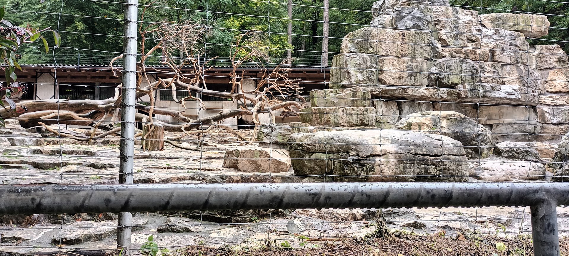 First Part of Alpine Ibex Enclosure