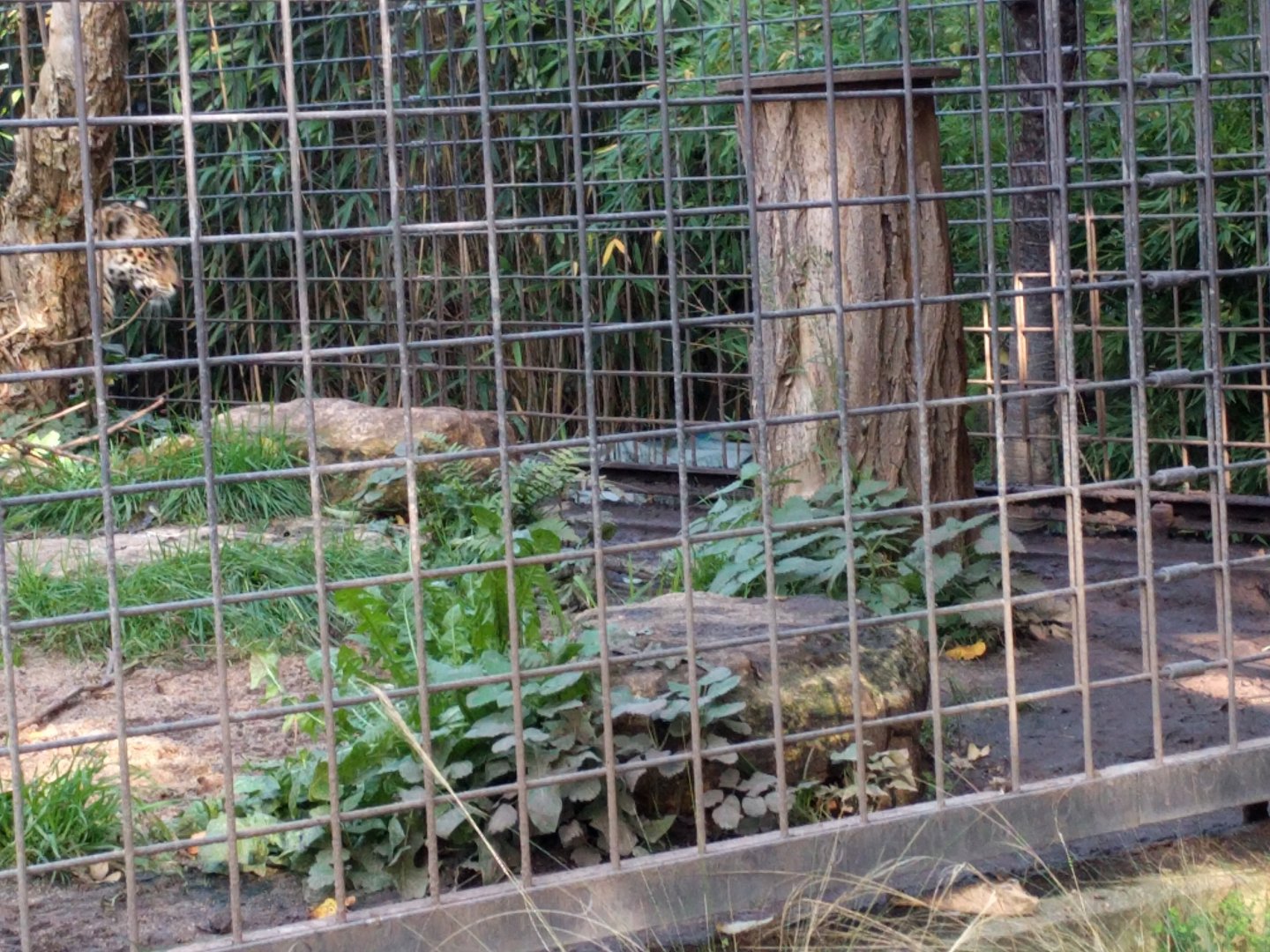 First Part of Jaguar Enclosure