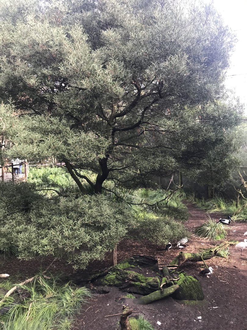 First part of the GFA - woodlands section