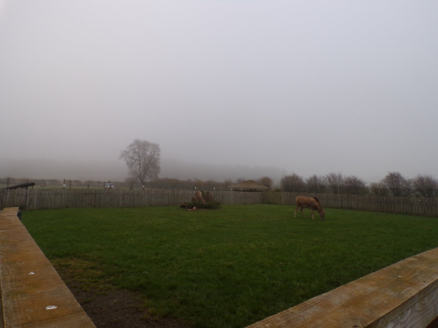 First Pere David’s deer enclosure