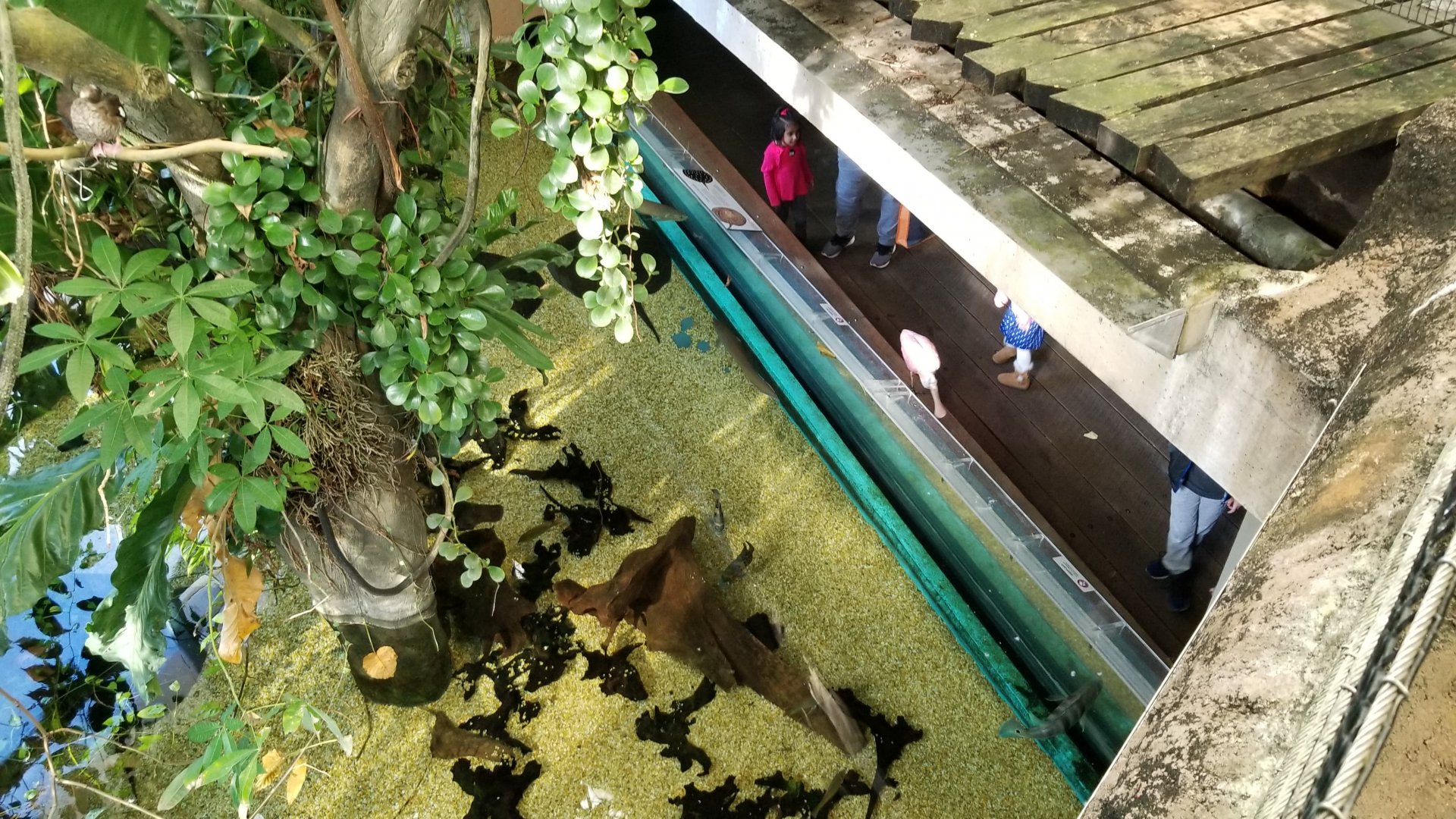 First pool from above, Amazonia