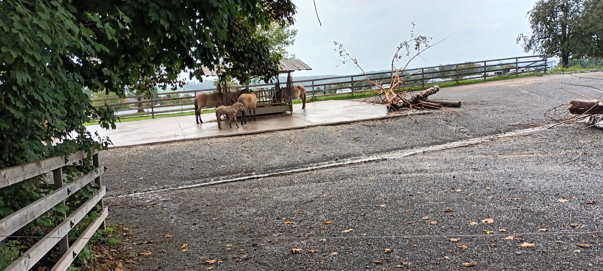 First Przewalskis Wild Horse Enclosure