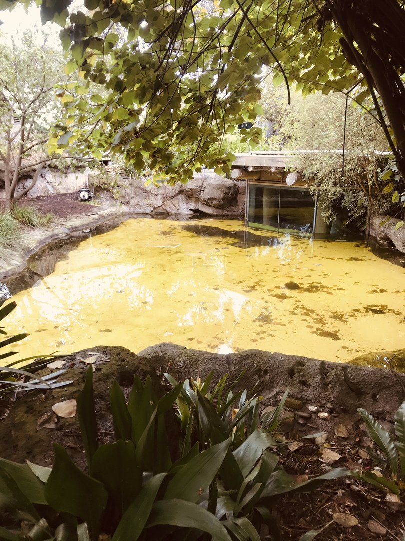 First Pygmy Hippo enclosure - above view