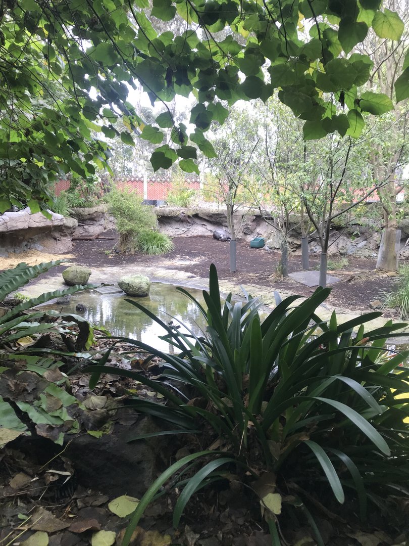 First Pygmy Hippo enclosure - land portion