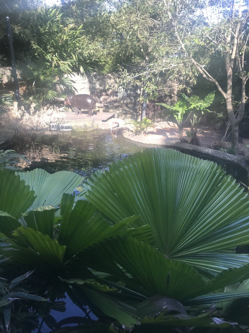 First Pygmy Hippo enclosure