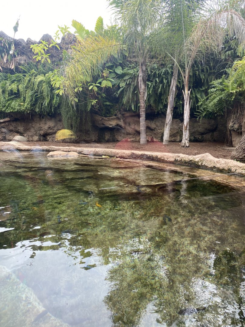 First Pygmy Hippo exhibit