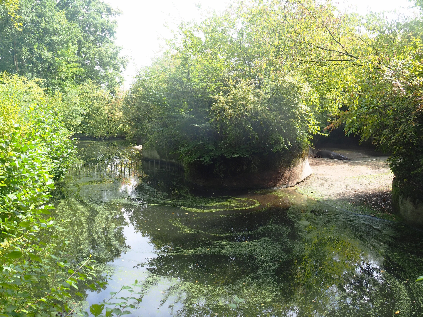 First pygmy hippopotamus exhibit, 2022-08-20