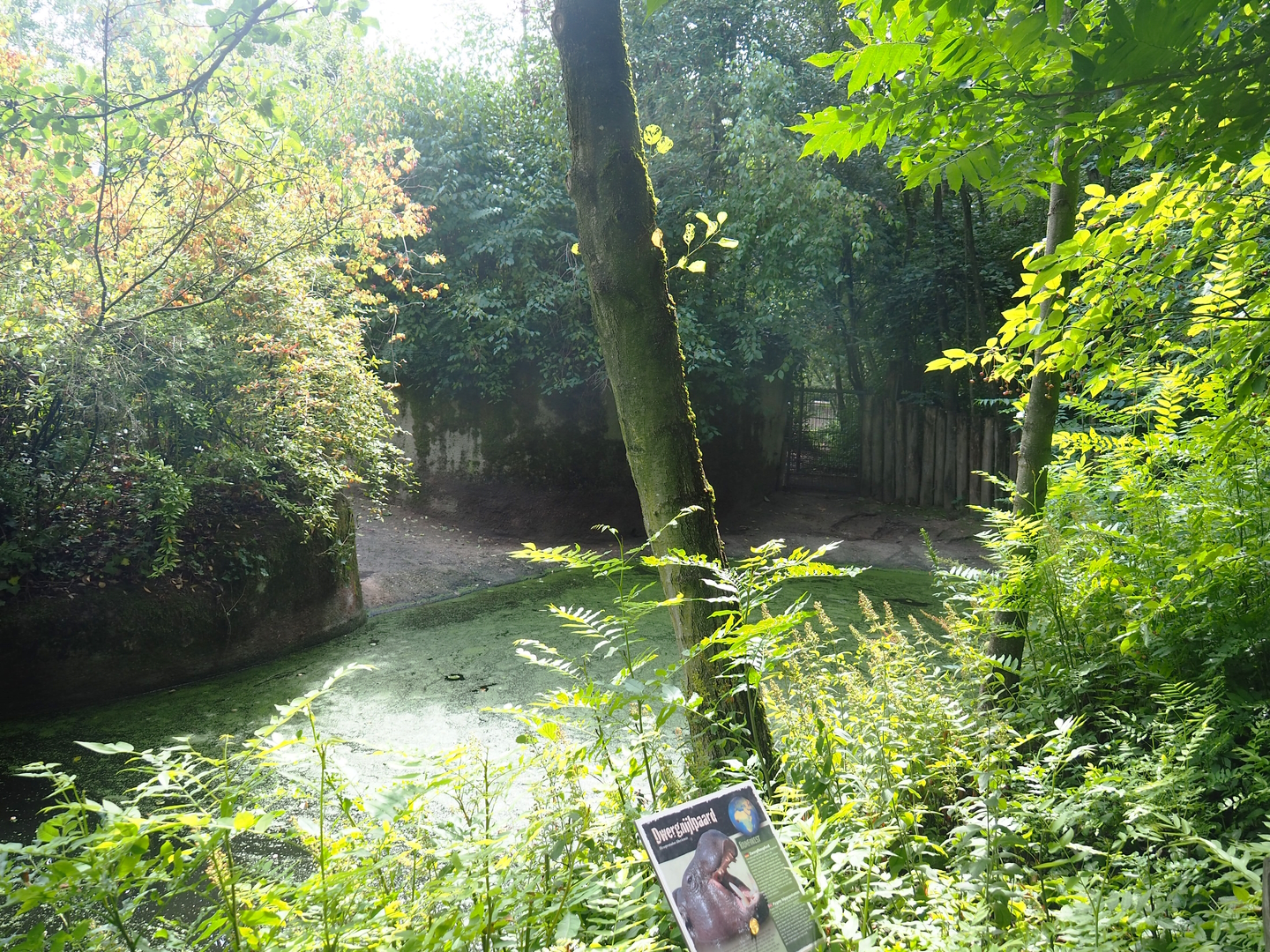 First pygmy hippopotamus exhibit, 2022-08-20