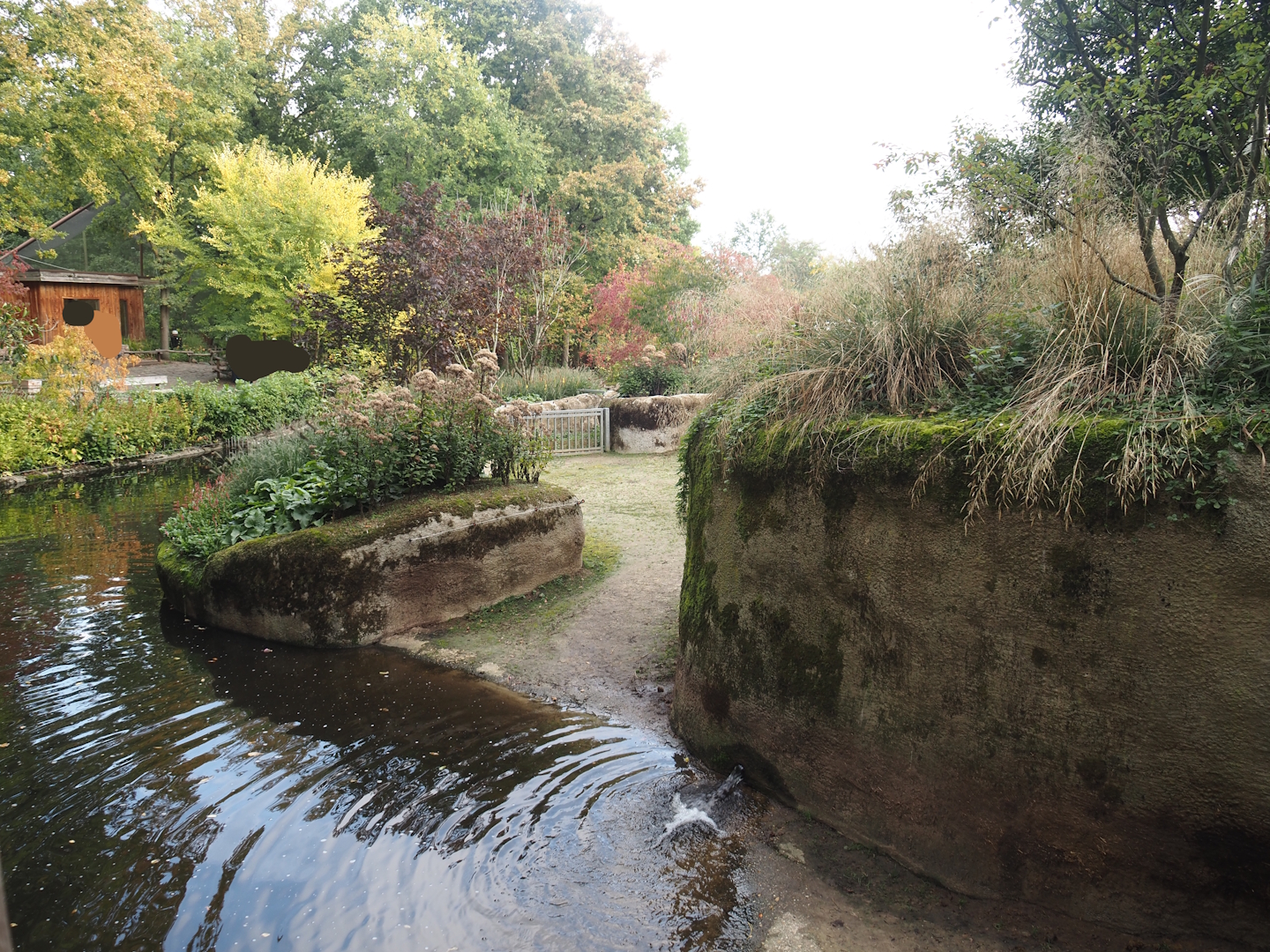 First pygmy hippopotamus exhibit, 2025-09-30