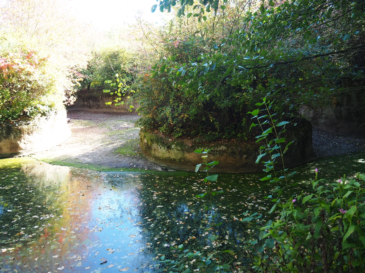 First pygmy hippopotamus exhibit (Oct 13th, 2018)